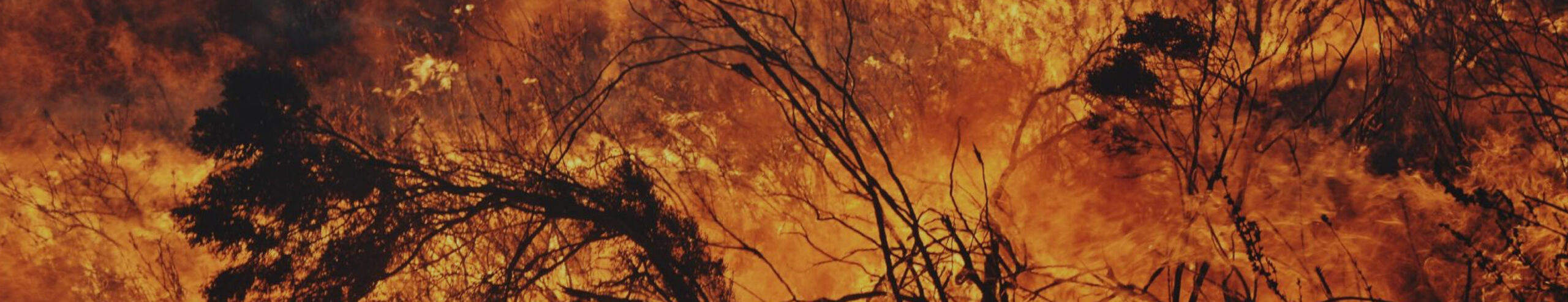 Bushfire